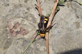 Megascolia maculata. The mammoth wasp. Wasp Scola giant on the concrete with sprigs of herbs.