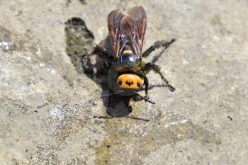 Megascolia maculata. The mammoth wasp. Wasp Scola - giant concrete to drink water from a puddle.