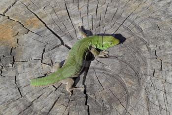 An ordinary quick green lizard. Lizard on the cut of a tree stump. Sand lizard, lacertid lizard.