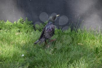Starlings walk on the grass. Corvids starling.