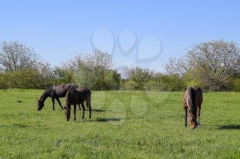 Horses graze in the pasture. Paddock horses on a horse farm. Walking horses.