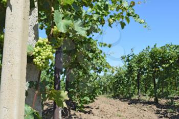 The grape gardens. Cultivation of wine grapes at the Sea of Azov.