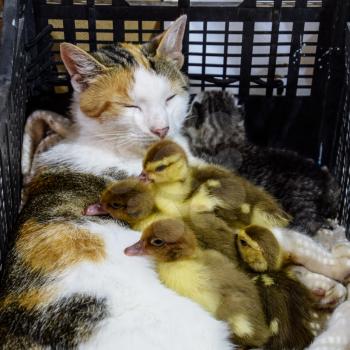 Cat foster mother for the ducklings. Cat in a basket with kitten and receiving musk duck ducklings.