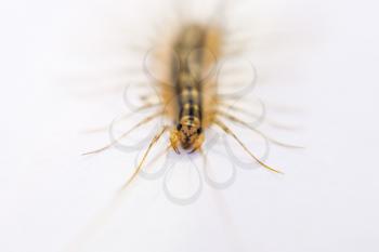The Flycatcher. Centipede flycatcher, insect predator Scutigera coleoptrata