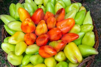 Bulgarian pepper is green and red in the basket.