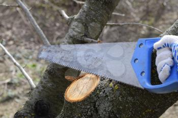 Cutting a tree branch with a hand garden saw. Saw a hacksaw at the cut branch. Pruning fruit trees in the garden.