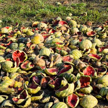 Heaps of rotting watermelons. Peel of melon. An abandoned field of watermelons and melons. Rotten watermelons. Remains of the harvest of melons. Rotting vegetables on the field