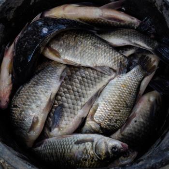 River fish in a plastic bucket. Fish catch. Carp and carp. Weed fish