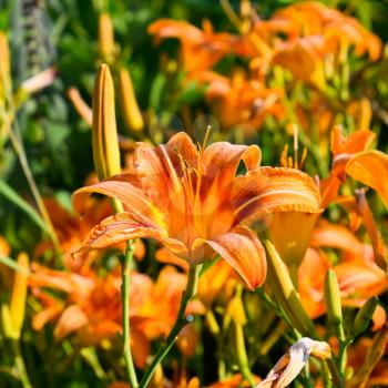 Flowers of orange lilies. Lilies among the grass