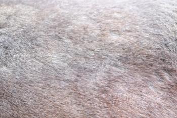 The skin of the horses up close. Brown horse. Rideable horse.