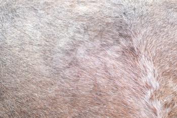 The skin of the horses up close. Brown horse. Rideable horse.