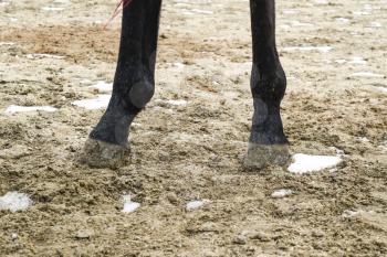 The horse's legs. Hooves of a horse in the sand. The horse walked around the stadium. Rideable horse.