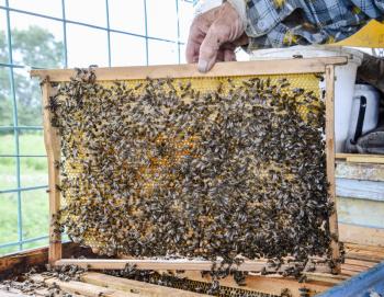 An elderly beekeeper is holding bees' honeycomb with bees in his hand. Honey bee. apiary. The technology breeding of honey bees.