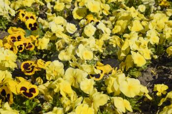Yellow flowers of viola on the flowerbed. Viola