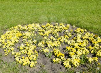 Yellow flowers of viola on the flowerbed. Viola
