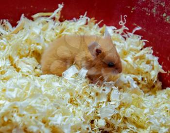 Hamster home in keeping in captivity. Hamster in sawdust. Red hamster.