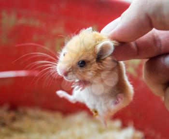Hamster in hand. Hamster hold the scruff. Hamster held with fingers.