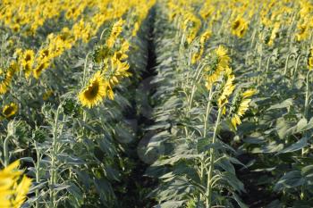 Field of sunflower. Sunflower growing in the field. Bloom.