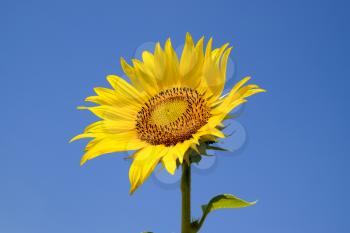 A blossoming sunflower against a blue sky and sun