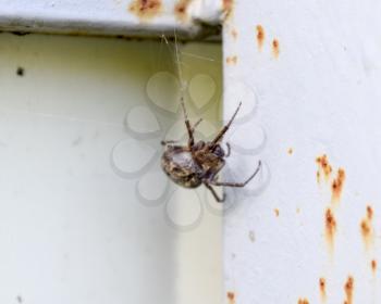 female spider of the crosspiece weaves the net. Spider on the fence