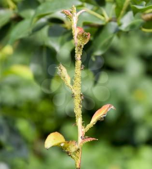 Ants graze a colony of aphids on young pear shoots. Pests of plant aphids