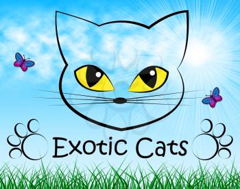 Exotic Cats Meaning Kitty Special And Pet