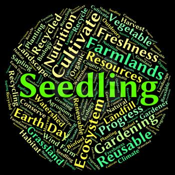 Seedling Word Indicating Young Plant And Botanical