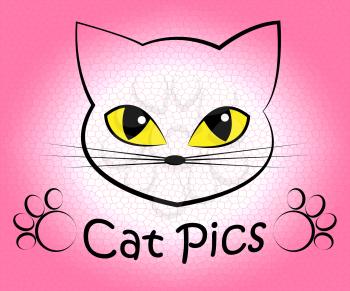 Cat Pics Indicating Picture Kitty And Feline
