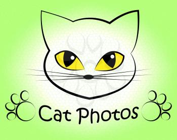 Cat Photos Indicating Feline Snapshot And Pets
