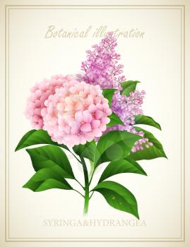 Syringa and Hydrangea flower . Botanical Vector illustration