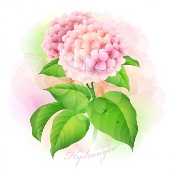 Hydrangea flower. Botanical Vector illustration. EPS 10