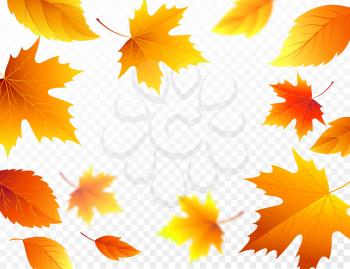 Autumn falling leaves on transparent checkered background. Autumnal foliage fall leaf flying in wind motion blur. Vector illustration EPS10