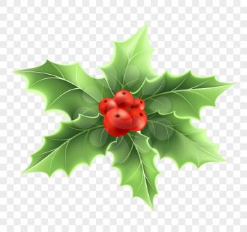 Christmas holly branch realistic illustration. Xmas decorative plant. Holly tree twig with green leaves and red berries. Ilex Aquifolium decoration. Greeting card design element. Isolated vector