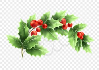 Christmas crescent holly branch illustration. Realistic tree twig with green leaves and red berries on transparent background. Ilex Aquifolium branch. Banner design element. Color isolated vector
