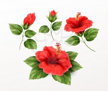 Set is beautiful hibiscus flower, buds and leaves isolated on white background. Exotic tropical plant realistic vector illustration EPS10