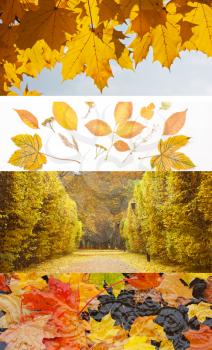 Set of different fall banners -  Autumn backgrounds, beautiful Autumn