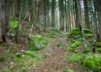 The trail, the road in a pine green, covered with moss forest stones in moss. Mystic forest