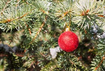Christmas toy on a branch of an evergreen tree  	
outdoors
. Concept of winter, holiday, New Year