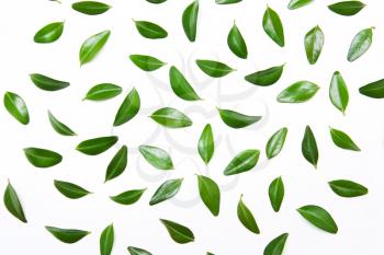 design of green leaves on a white background, top view, flat