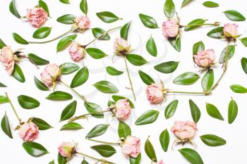 The decor of green leaves and pink flowers, roses on a white background. 