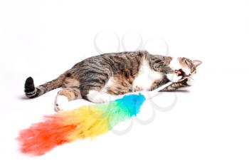 Cat with a brush, a broom for cleaning dust. The concept of cleaning, reluctance to clean, call the cleaner