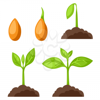 Set of illustrations with phases plant growth. Image for banners, web sites, designs.