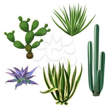 Cactuses and succulents set. Plants of desert.