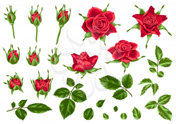 Set of decorative red roses. Beautiful realistic flowers, buds and leaves.