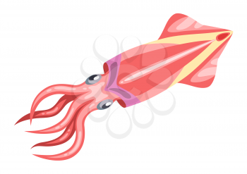Fresh squid. Isolated illustration of seafood on white background.