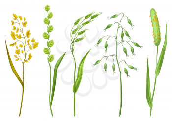 Set of herbs and cereal grass. Floral collection with meadow plants.
