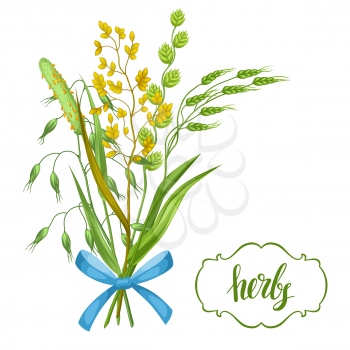 Bouquet with herbs and cereal grass. Floral design of meadow plants.