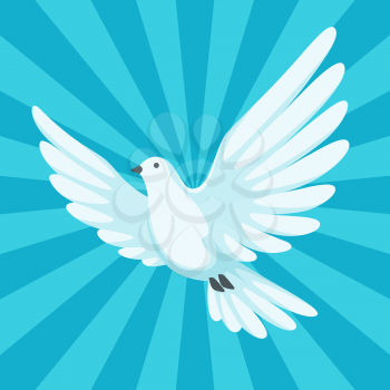 Background with white dove. Beautiful pigeon faith and love symbol.