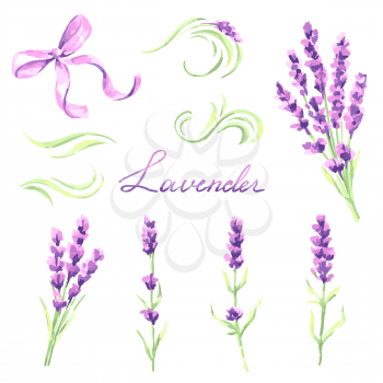 Lavender flowers and bunches set. Watercolor natural illustration of Provence herbs.