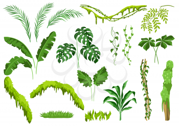Set of jungle plants. Tropical leaves. Woody natural rainforest.